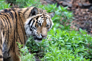 Под Хабаровском амурский тигр убил рабочего