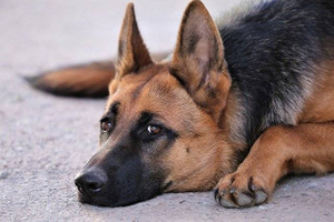 В Австралии собак-спасателей застрелили из-за коронавирусных ограничений