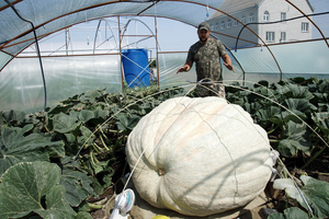 Фермер на Кубани вырастил царь-тыкву весом более 400 кг