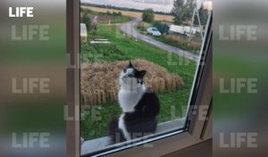 Соседи злы, хозяин "в шоке": На дерзкого кота-нарушителя в Ленобласти написали заявление