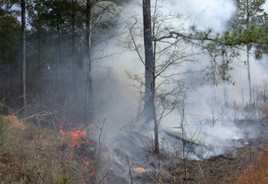 Путин: Регионам выделят 24 млрд рублей на борьбу с лесными пожарами  