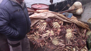 Хватит на уголовную статью: Браконьеры в Охотском море попались с уловом краба на 7,3 млн