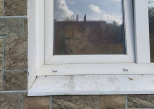 Соседи в Урюпинске поседели от страха, увидев через окно, что на первом этаже теперь живёт лев