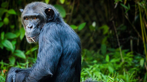 "Я люблю это животное": Женщине запретили ходить в зоопарк из-за слишком близких отношений с шимпанзе