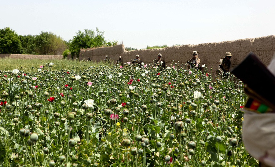 Плантации мака в Афганистане. Фото © Wikipedia