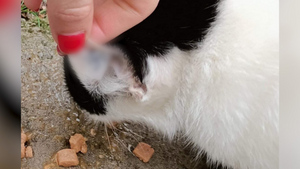 На Украине нашли кошку-"нацистку". Она оказалась жертвой живодëров