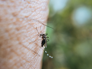 В Анапе после летних подтоплений началось нашествие комаров