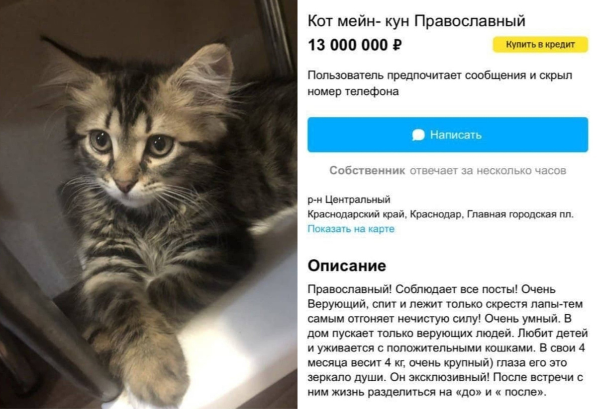 В Краснодаре продают православного кота, который отгоняет нечисть, но к его  цене никто не был готов