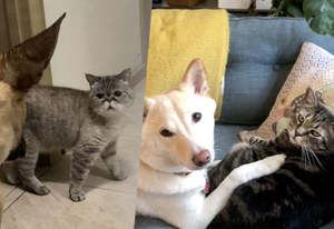 15 семей, которым удалось подружить кошку с собакой, хоть по некоторым из этих фото так и не скажешь