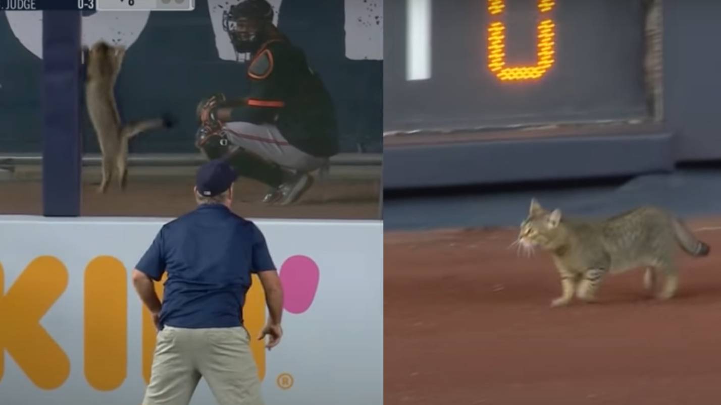 Кот ворвался на поле во время бейсбольного матча и вытворял такое, что трибуны кричали от восторга