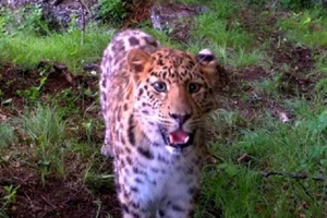 В Приморье краснокнижный леопард заинтересовался фотоловушкой и "сделал селфи"
