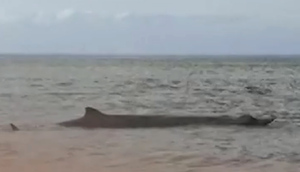 Застрявший на мели у берега Сахалина кит спасён