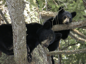 В Приморье экологи выпустили в тайгу шестерых медвежат-сирот после реабилитации