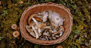 "Может привести к гибели": Россиянам дали советы, что не нужно делать при сборе грибов
