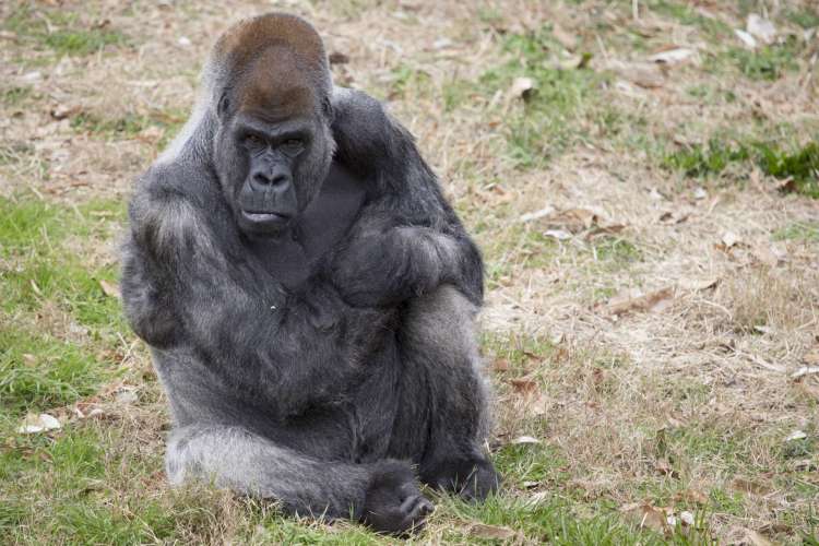 <p>Фото © <a href="https://zooatlanta.org/animal/western-lowland-gorilla/" target="_blank" rel="noopener noreferrer">Зоопарк в Атланте</a></p>