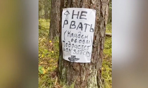 "Не рвать! Подрастёт — сам заберу!": Россиянин в лесу наткнулся на "забронированные" грибы