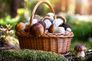 Магические свойства грибов для лечения болезней и любовных приворотов