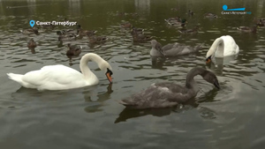 Лебедята в пруду Пискарёвского кладбища в Петербурге почти доросли до родителей 