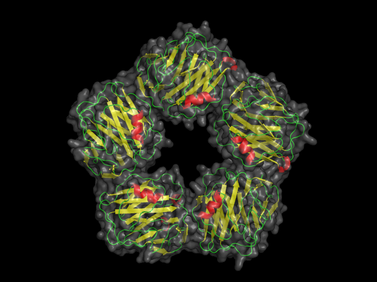 С-реактивный белок. Фото © "Википедия"