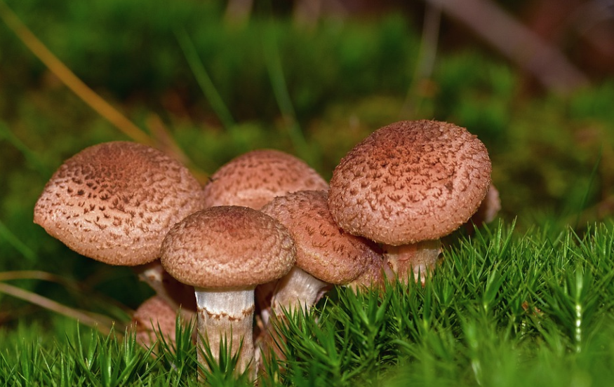 Леса Подмосковья заполонил смертельно ядовитый гриб-близнец опёнка