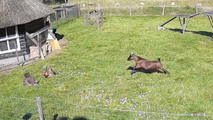Камера сняла эпичное видео, как коза и петух спасли свою подружку-курицу, когда её схватил ястреб