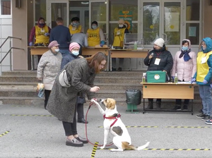 Спасённая в Тюмени "собака-голосовака" Найда вернулась на избирательный участок со своей хозяйкой
