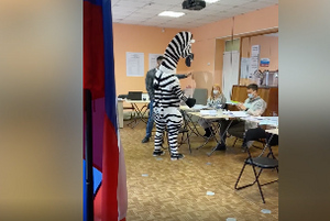 Всеми полосками — "за": Зебра из "Мадагаскара" проголосовала на выборах в Петербурге
