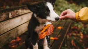 Кинолог предупредил об опасности осенних листьев для собаки