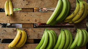 Как выбрать самые вкусные бананы, рассказали китайские садоводы