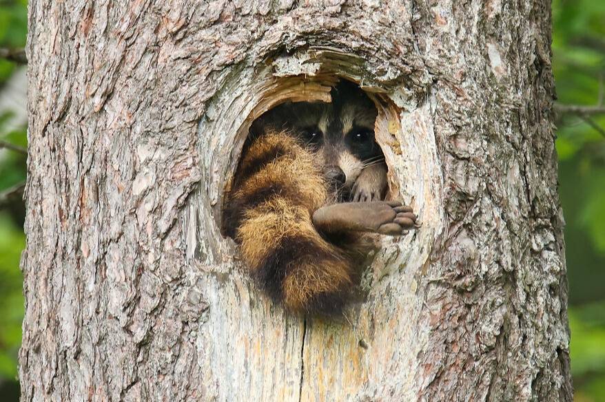 15 фото от финалистов конкурса Wildlife Photography Awards, которым удалось заснять животный юмор