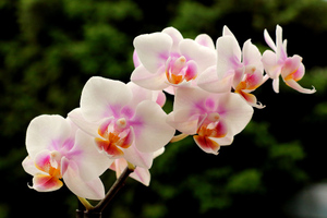 Орхидея оказалась средством для лечения рака простаты