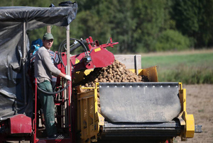Белоруссия впервые в истории начала закупать картофель за рубежом