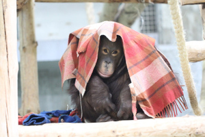 Калининградский зоопарк объявил сбор одеял и пледов для орангутанов
