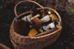 Какие грибы могут привести к раку печени, рассказал миколог Вишневский
