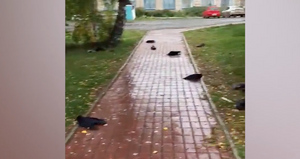 "Что-то не то творится": В селе в Новосибирской области прошёл "дождь" из мёртвых ворон