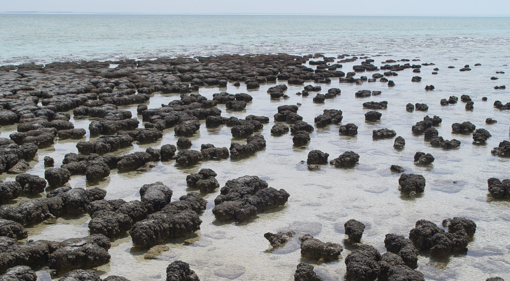Современные строматолиты в заливе Шарк-Бэй в Западной Австралии. Фото © Wikipedia
