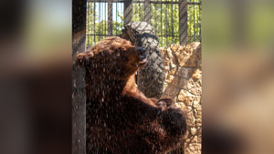 В Челябинском зоопарке неизвестные насмерть отравили медведей фаршем и варёным мясом