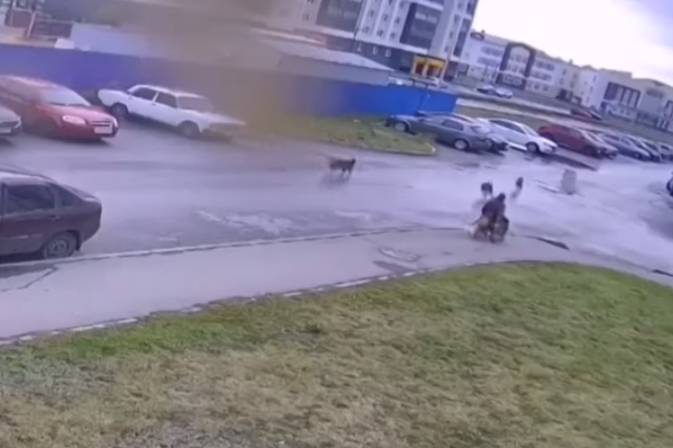 В Ульяновске инвалид-колясочник отбил собаку у своры бродячих псов