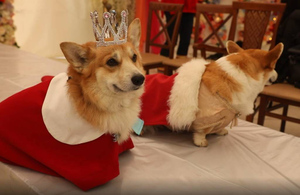 На балу для собак в Подмосковье выбрали короля и королеву среди корги