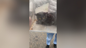 В Ногинске спасли кошку, которая осталась в пустой квартире после взрыва газа в доме