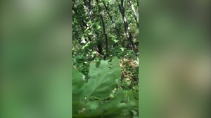 40 минут сидели: В Приморье амурский тигр загнал грибников на дерево