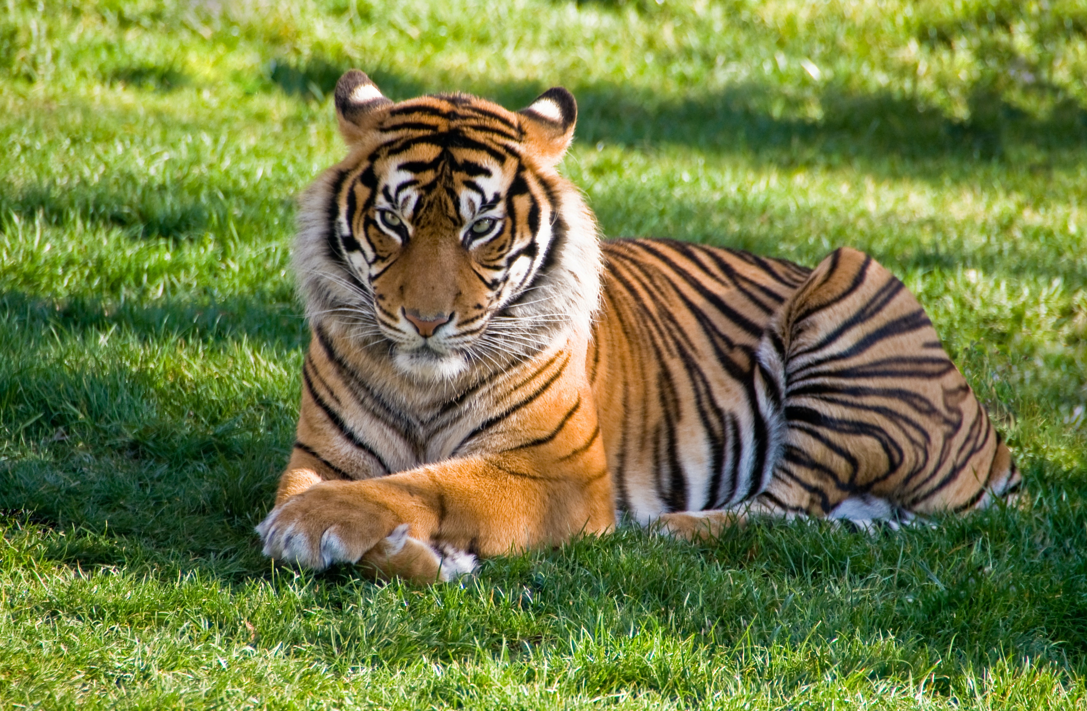 Тигр лень. Тайгер тигр. Тигр Львович. Тигр фото. Полосатый тигр.