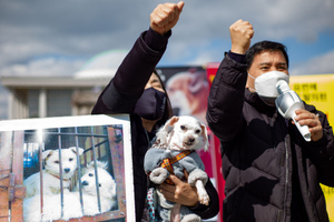 Президент Южной Кореи просит запретить есть собак