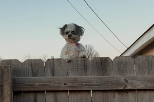 Жуткое фото соседского пса, который обожает подглядывать через забор, стало ещё более страшным мемом