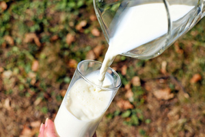 Диетолог объяснила, можно ли пить молоко каждый день