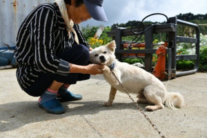 Пёс спас 93-летнюю старушку от смерти, согревая её в течение двух дней, пока их не нашли спасатели
