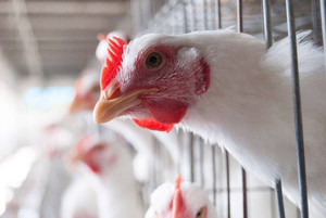 В России вывели кур, яйца которых помогут в производстве вакцин