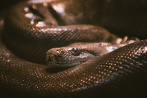 "Есть очень много нюансов": Эксперты оценили выводы учёных об эффективности змеиного яда против ковида