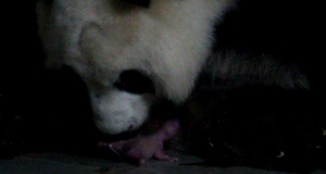 В зоопарке Мадрида родились панды-близняшки