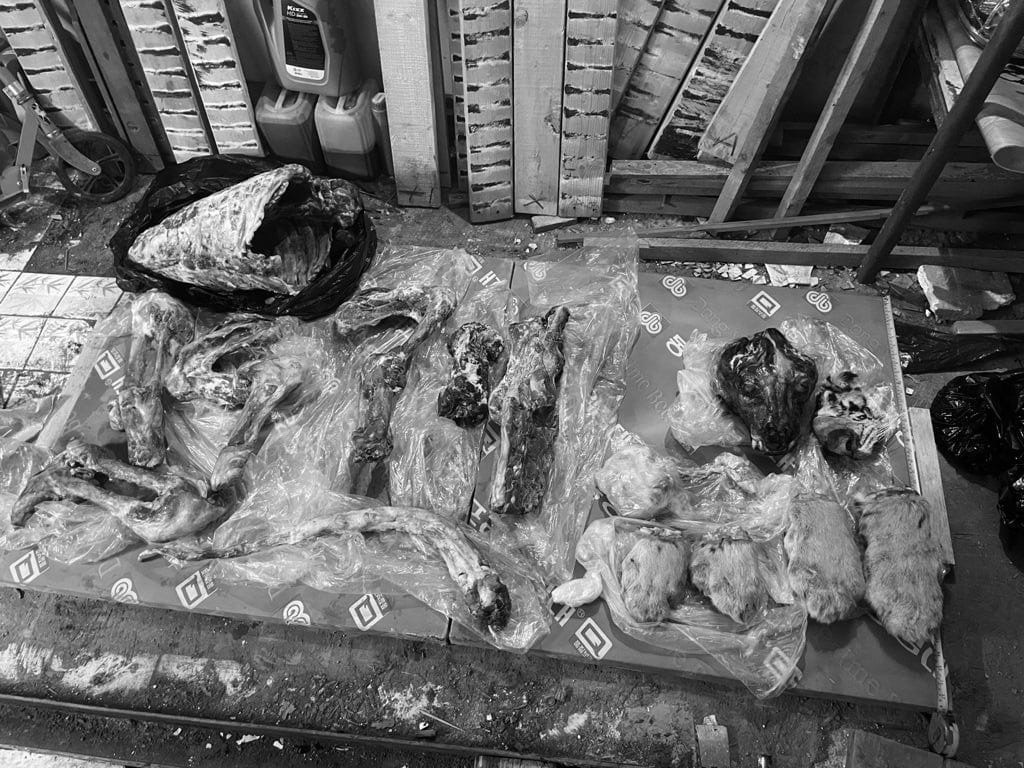 Продавали иностранцам на лекарства: В Приморье поймали браконьеров, несколько лет убивавших тигров